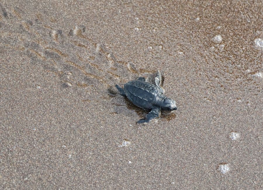 Wildlife Getaway